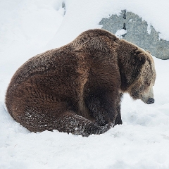 Zoo de St-Félicien